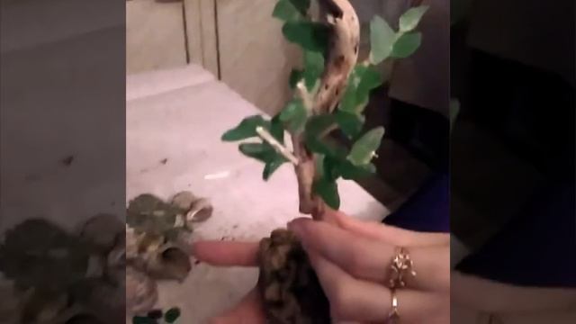 #Анапа #Дарыморя #Сделаноруками #Хэндмэ Дар моря,дерево из стеклышек.Tree made from sea glass.