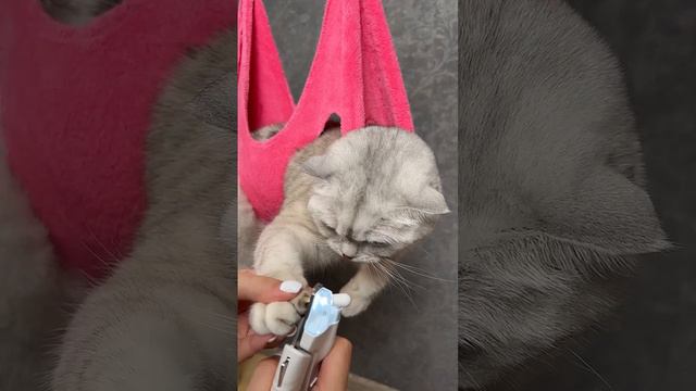 Y2meta.to-How to trim your cat`s claws ��-(720p60)