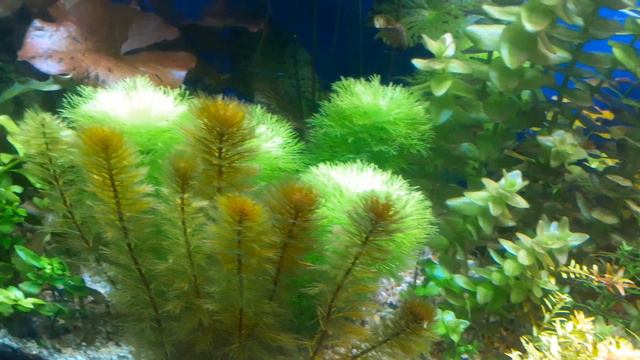 Аква уголок Бухара смотреть онлайн