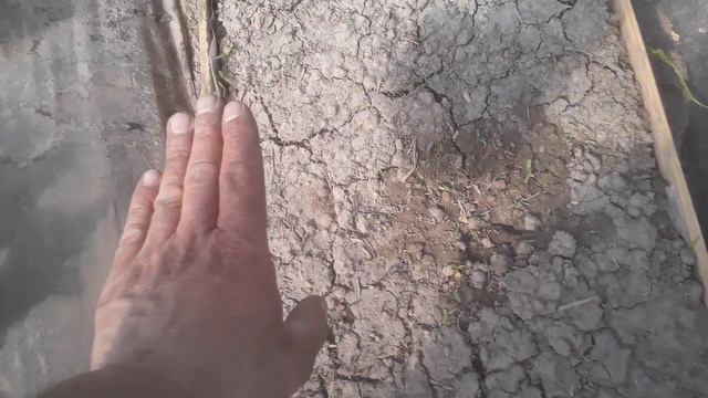 Как определить, поливать или нет? смотреть онлайн