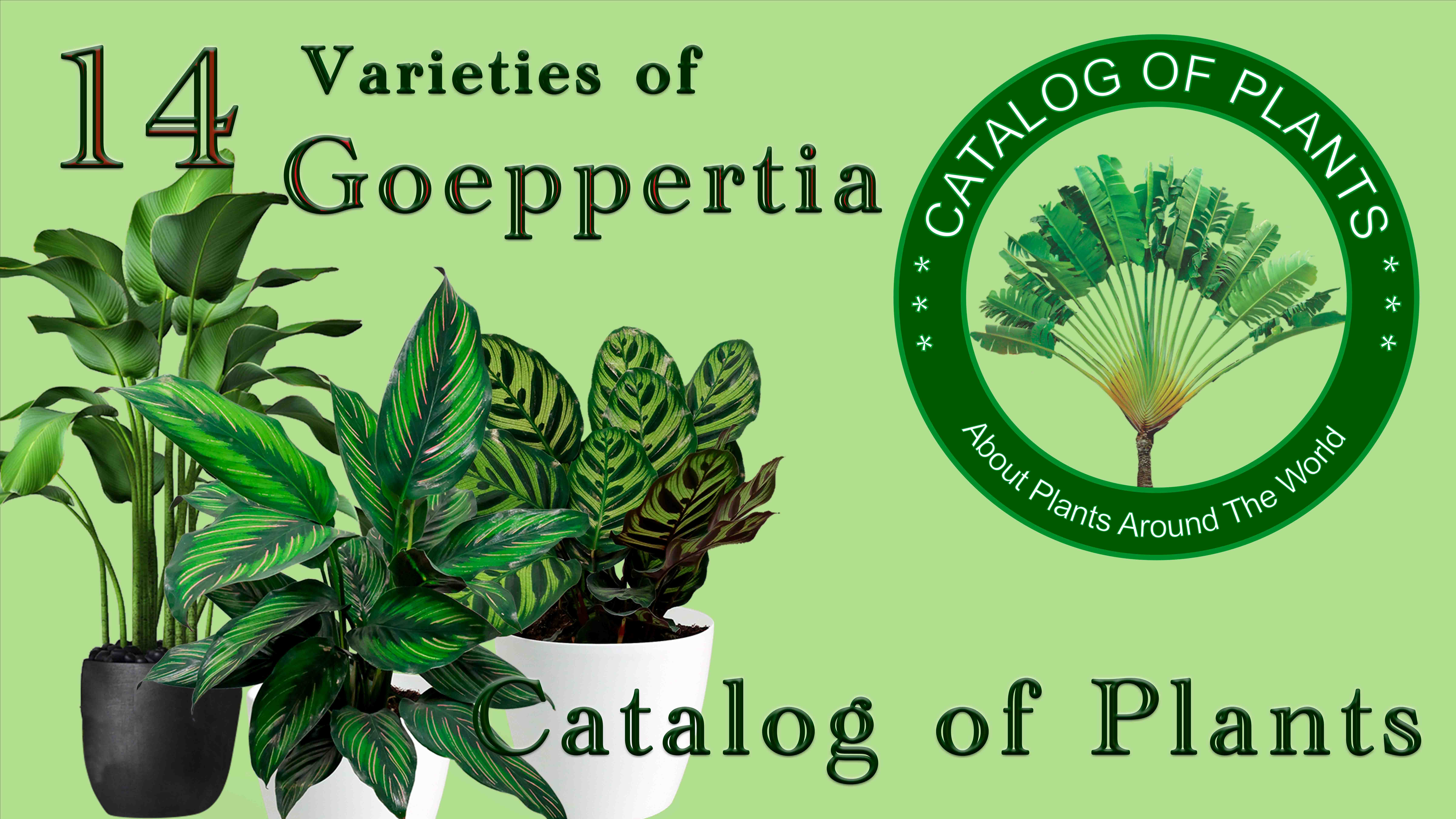 Растения на свету. Каталог растений. Goeppertia. Goeppertia allouia. Плант каталог