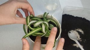 Хлорофитум Бони. Кудрявый Барашек. Правильный уход, размножение, посадка дочерних розеток в грунт.