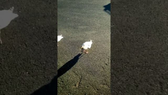 Чайка танцует чечетку / Dancing seagull смотреть онлайн