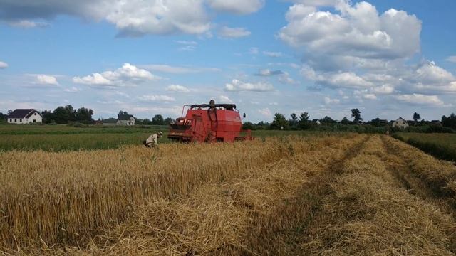 Комбайн Massey Ferguson 240 в работе. смотреть онлайн