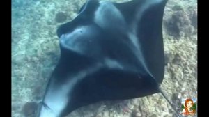 Морские скаты. Манта - морской дьявол. Скат орляк обыкновенный.