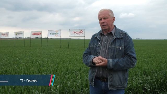 106,5 ц/га- урожайность ОЗИМОЙ ПШЕНИЦЫ! смотреть онлайн