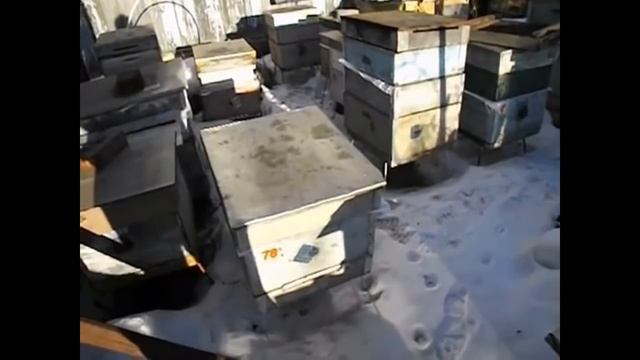 пчеловодство - весна на пасеке - утепление ульевого дна для лучшего развития пчел