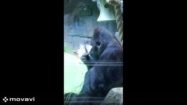 Влог / Московский зоопарк. Обезьяны. Горилла / 8.04.22 год