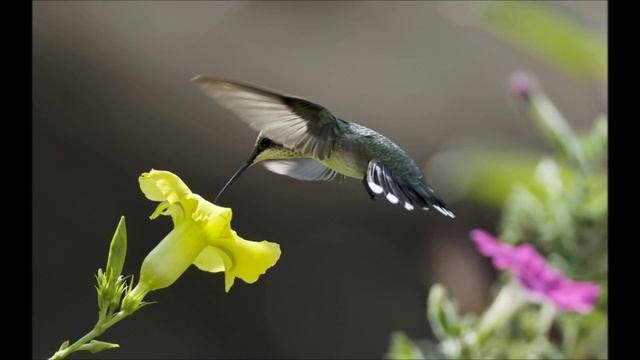 Аудиобиблия. Псалом 51 смотреть онлайн