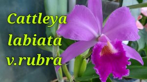 Cattleya labiata  v.rubra первое домашнее цветение.