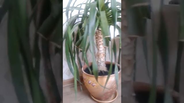 Драцена Драко (драконово дерево) из семян (обзорное видео) драцена дракон смотреть онлайн