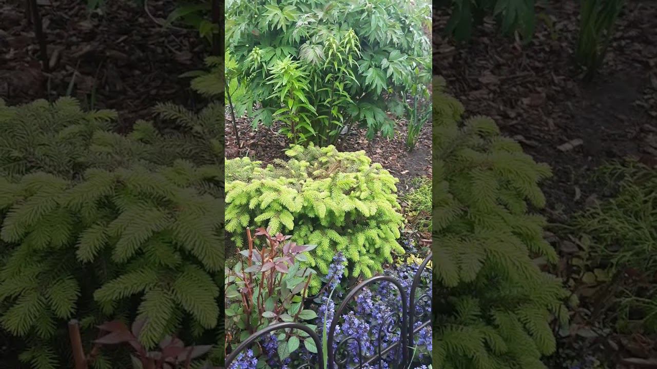 Майский дождь... смотреть онлайн