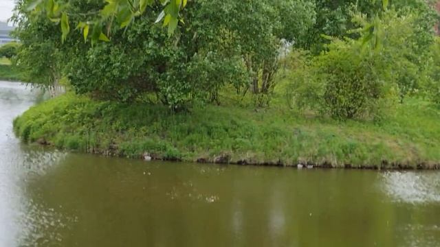 Цветут декоративные яблони и сливы, похожие на сакуру.Полный релакс в парке Малиновка СПб.Май 2021.