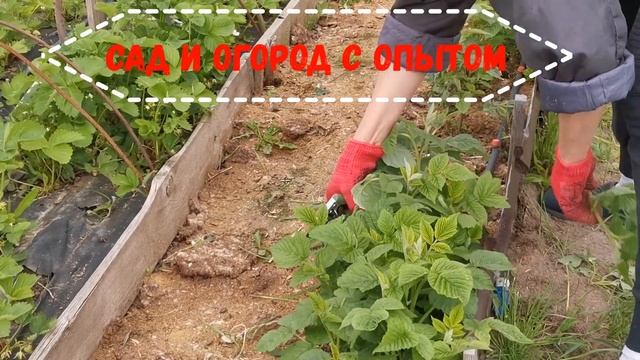 Как ухаживать за малиной,чтобы получить большой урожай.#урожаймалины   #какухаживатьзамалиной
