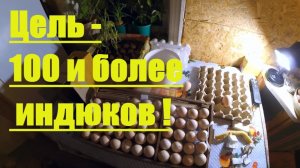 Индюки - старт весеннего марафона // Наращиваем поголовье индюков