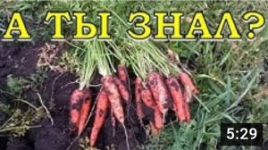 Когда копать МОРКОВЬ? Признаки созревания, правила уборки???