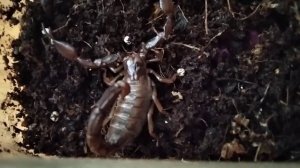 Моя застенчивая Мориэла *Nebo hierichonticus. Для любителей скорпионов. Скорпионы в террариуме.