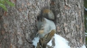 №1833  26 11  2021  Белка готовится к зиме