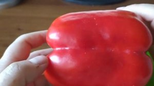 Урожайный перец Биг Бой. Описание сорта.Оverview of the Big Boy pepper variety.