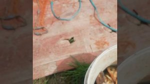 Ловим рыбу в своём пруду на участке кастинговой сетью #shorts