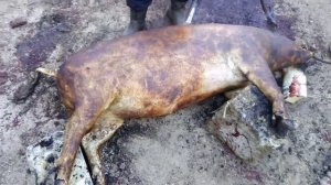 осмал поросёнка газовой горелкой