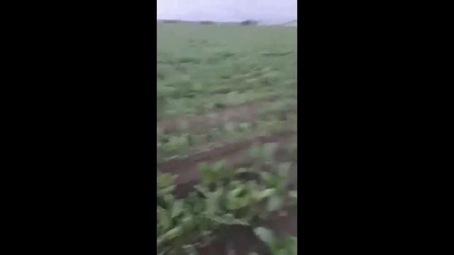 Эффект работы Фертигрейн Фолиар на Свекле. смотреть онлайн