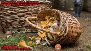 ГРИБЫ В ЗАПРЕТНОМ ЛЕСУ ( Страшная история )