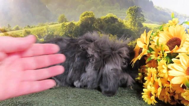ПРОДАЮ #карликовыйкролик ВЕС 1,4 кг самец ДЫМЧАТО чёрный #купитькролика 89215950848 #продаюкрольчат
