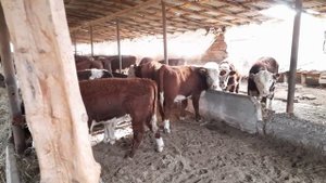 Бычки Герефорды на продажу