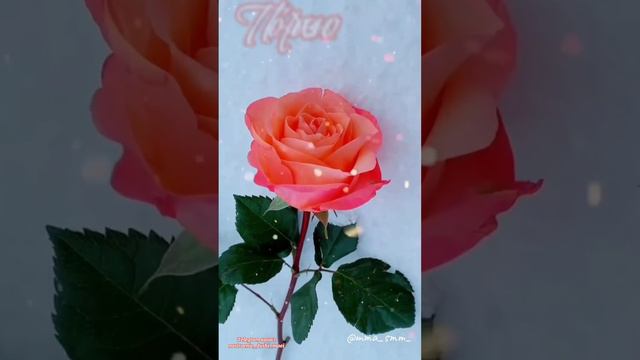 #музыкальнаяоткрытка #длявасдрузья #доброеутрооткрытки #открыткисдобрымутромихорошимднем смотреть онлайн