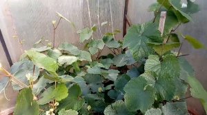 На 4 год выращивания винограда на Урале