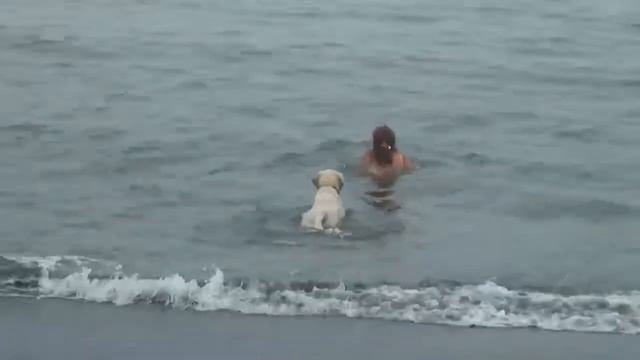 Золотистый ретривер резвиться на море