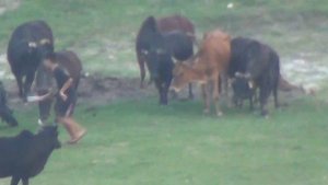 НЕПАЛ !!! ЛЮБОВЬ СВЯЩЕННЫХ ЖИВОТНЫХ ..... Зрелищно !