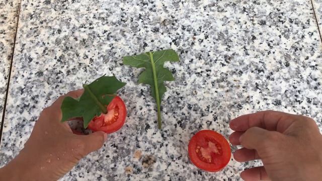 How to grow Gerbera at home│Gerbera смотреть онлайн