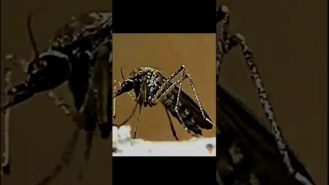 Звук деревни у реки на рассвете. Пение птиц