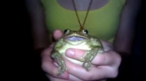 лягушка открывает рот а там Gangsta's Paradise