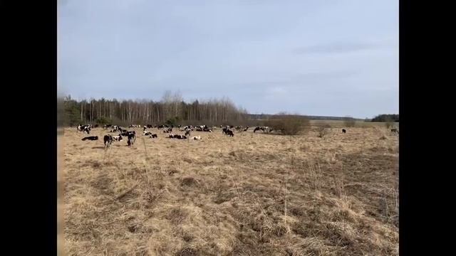 Корма для скота в дефиците - есть простое решение. ООО "ДэйриБел" www.dairy.by