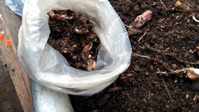 Размножение лилии чешуйками смотреть онлайн