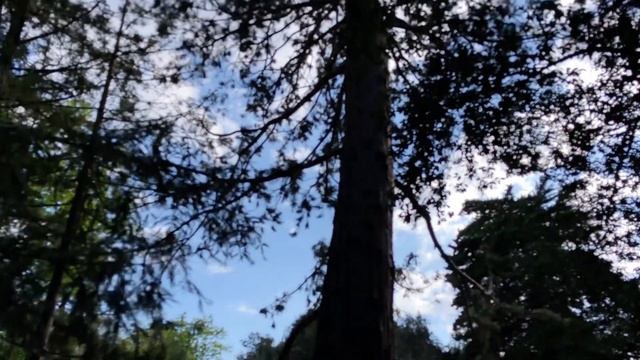 Никитский ботанический сад смотреть онлайн