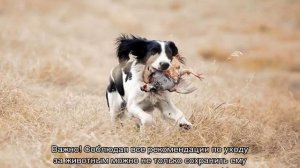 Сколько живут русские спаниели в домашних условиях