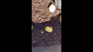 Planting Potatoes in a 65 gallon pot/ Buhay Amerika