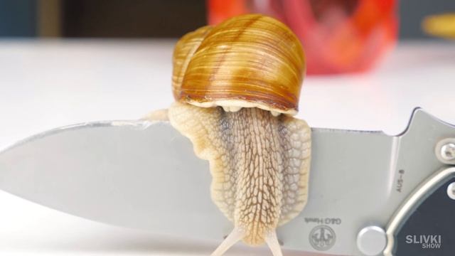 ЧТО БУДЕТ, ЕСЛИ ПУСТИТЬ УЛИТКУ ПО ЛЕЗВИЮ! смотреть онлайн