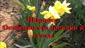 Нарцисс. Особенности посадки и ухода