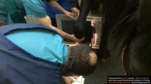 Trauma.ru Рентген копыта лошади
