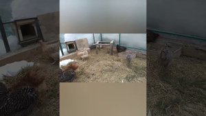 О Курах: сера в корм. Несутся без остановки