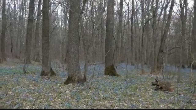 Синева! смотреть онлайн