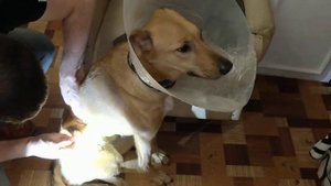 Самостоятельно дома снять дренаж у собаки Dog Hund cane perro הונט շուն ძაღლი 狗 köpek 犬 كلب כלב hon