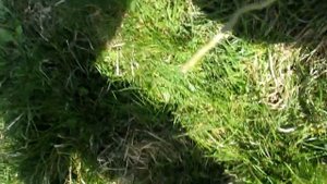 Садим ивы матсудана