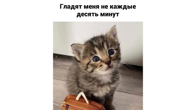 МЫ НАШЛИ ЕГО! ))) Приколы с котами | Мемозг 1120 смотреть онлайн