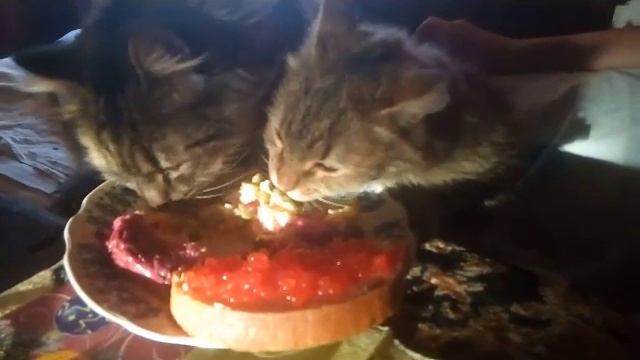 Изголодавшиеся коты поедают салат Оливье смотреть онлайн